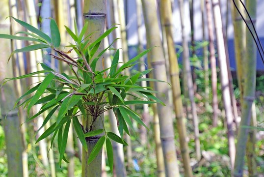 竹葉 竹林 一枝竹子