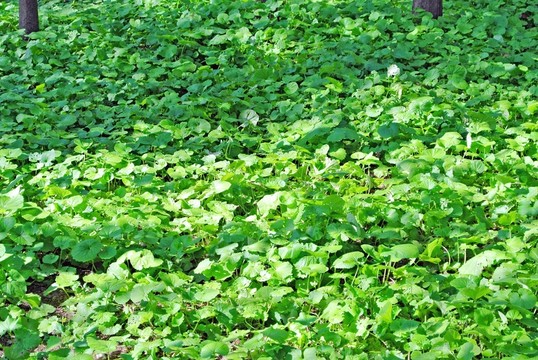 陽光樹林 樹干
