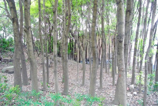 樹干背景