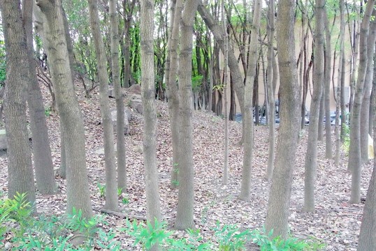 樹干背景