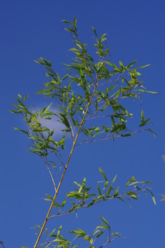 藍天
