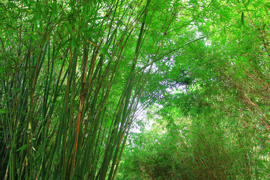 竹林小路