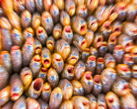 小黃魚(yú)