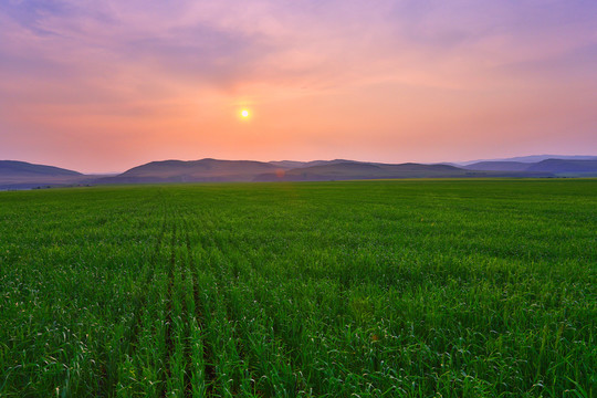 麥田暮色風(fēng)景
