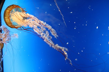 水母 海水生物 海洋動物
