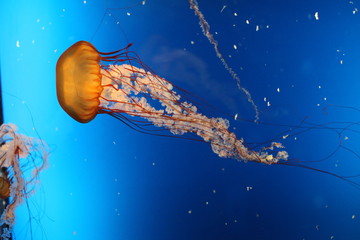 水母 海水生物 海洋動(dòng)物