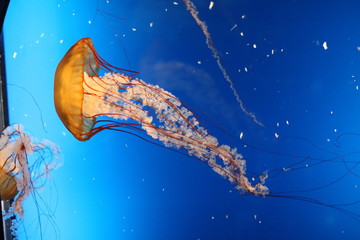 水母 海水生物 海洋動物