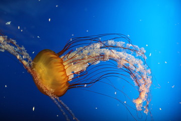 水母 海水生物 海洋動物