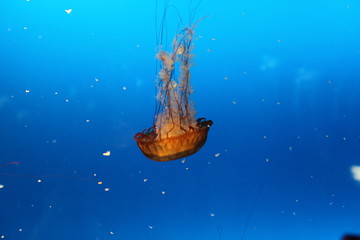 水母 海水生物 海洋動物