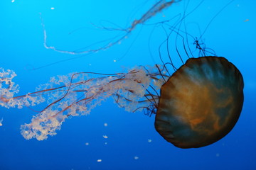 水母 海水生物 海洋動(dòng)物