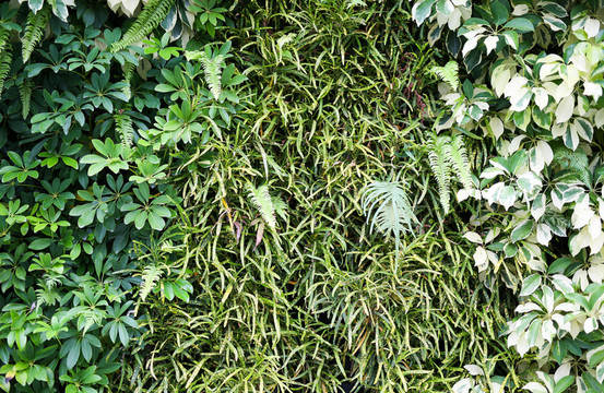 綠色植物墻
