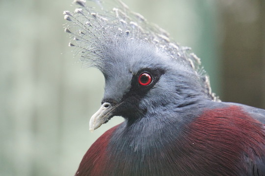 鳥