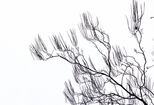 樹枝剪影