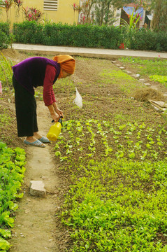 在她的花園里的女人