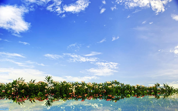 花葉和天空背景