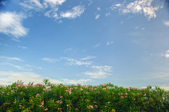 花葉和天空背景