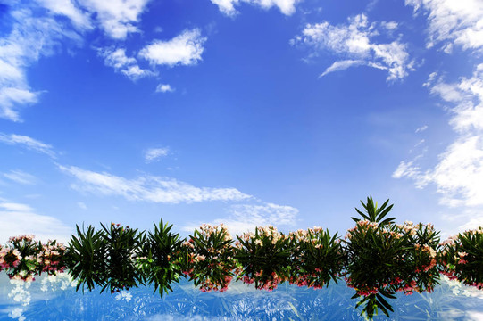花葉和天空背景