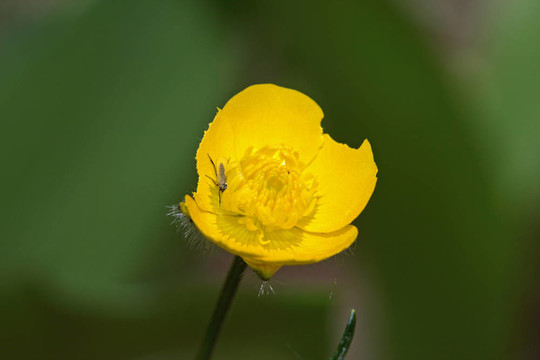 Caltha palustris（毛莨；金盞花）