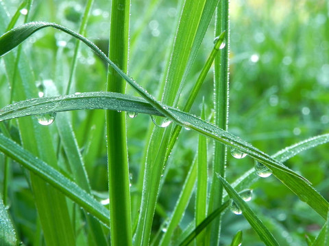 草上的露珠。