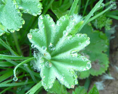 草上的露珠。