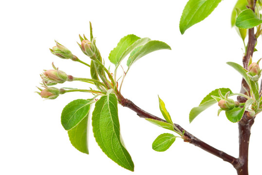 蘋果枝，白色的芽上有白色的芽