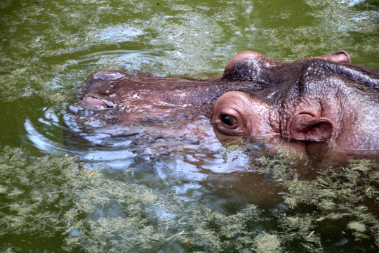 hippopoamus
