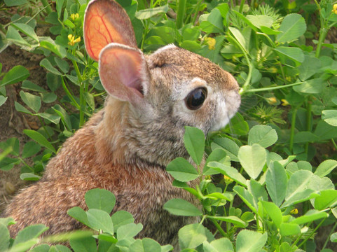 兔子警惕