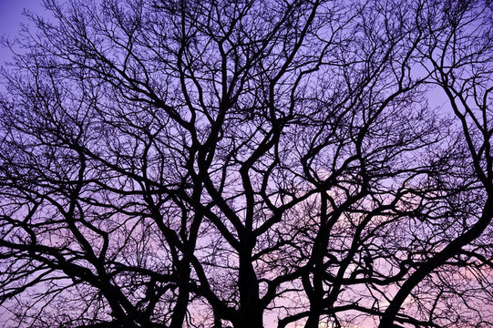 紫色的夕陽。