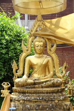 金菩薩