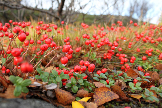 紅色的漿果