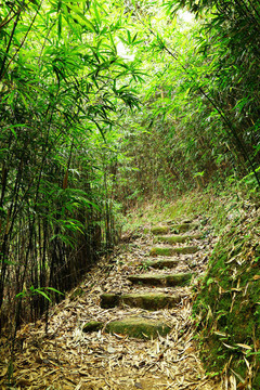 竹林路徑