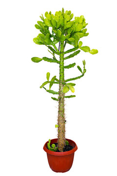 室內(nèi)植物仙人掌在紅鍋