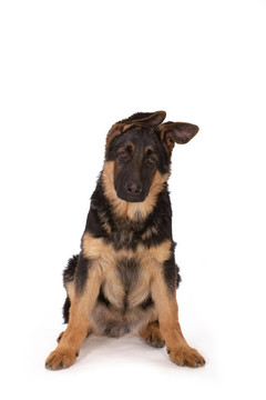 牧羊犬