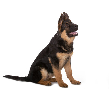 牧羊犬