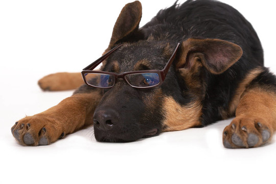 牧羊犬