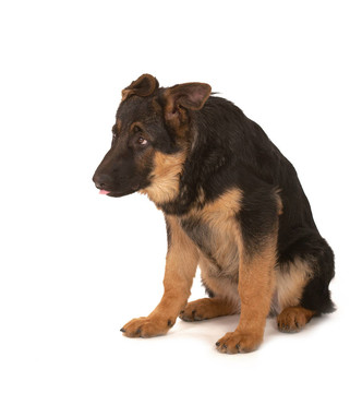 牧羊犬