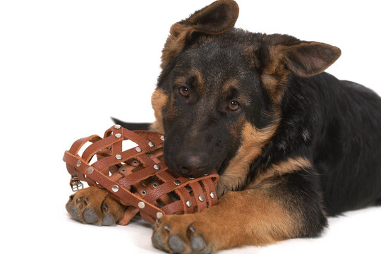 牧羊犬