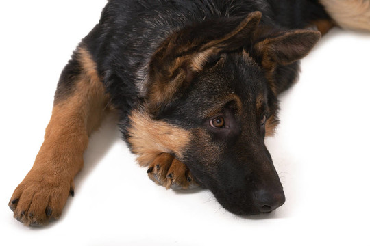 牧羊犬