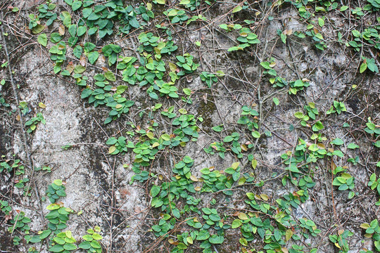 舊砂漿質(zhì)地；植物
