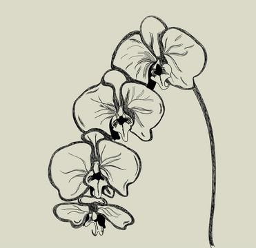 蘭花