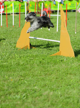 伯瑞犬在敏捷競爭