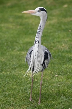 蒼鷺鳥