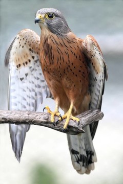 巖石隼鳥