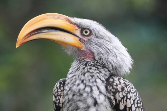 犀鳥的鳥