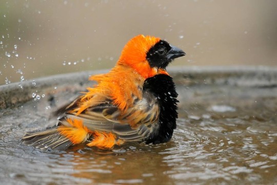 鳥洗澡