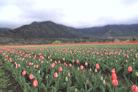 斯利那加；多彩的郁金香花園；在印度；喀什米爾。