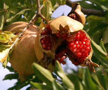 pomegranade
