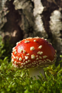 在白樺林毒蕈（Amanita muscaria）