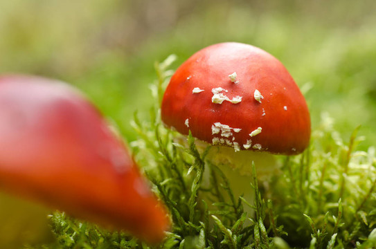 （毒蠅鵝膏毒蕈苔蘚）