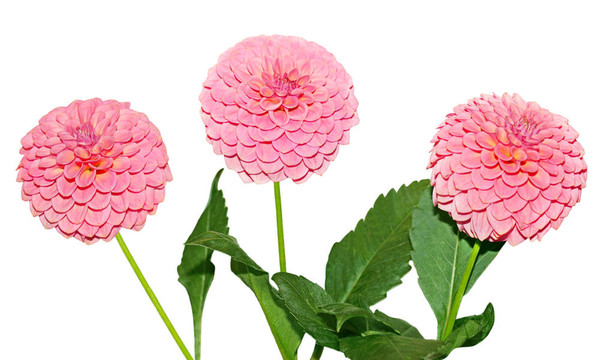三Dahlia Flower的粉紅